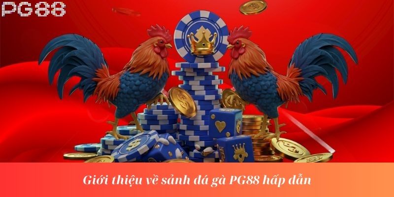 Giới thiệu về sảnh đá gà PG88 hấp dẫn